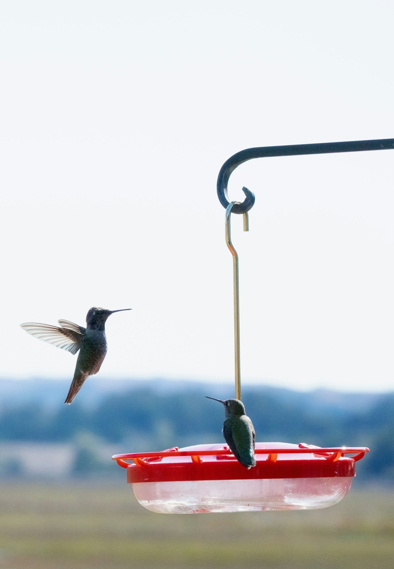 Humming Bird Feeders